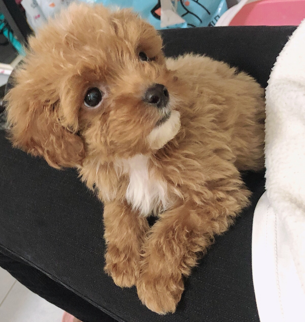 三个月的小泰迪 我是年年吖,我兄弟三个,我是快头最小的那只,我的哥哥