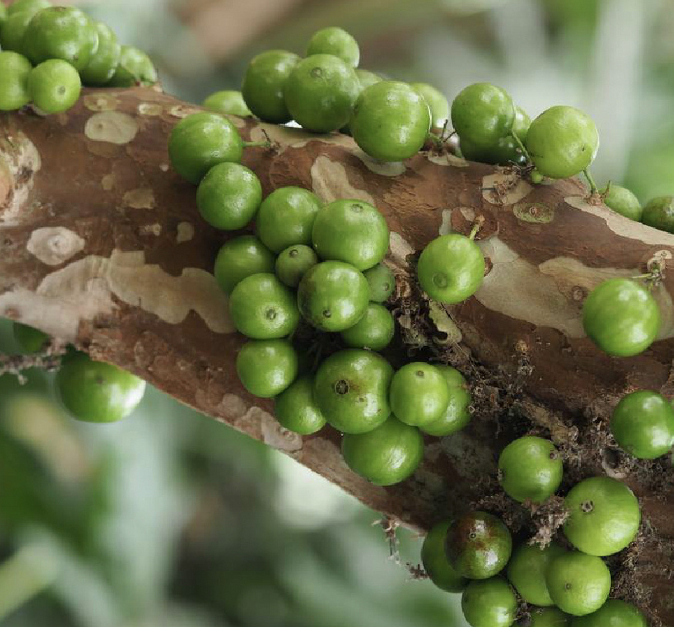 果中珍宝 一果四味 #果物集##果物星球##四季果园# 桃金娘科树番樱属