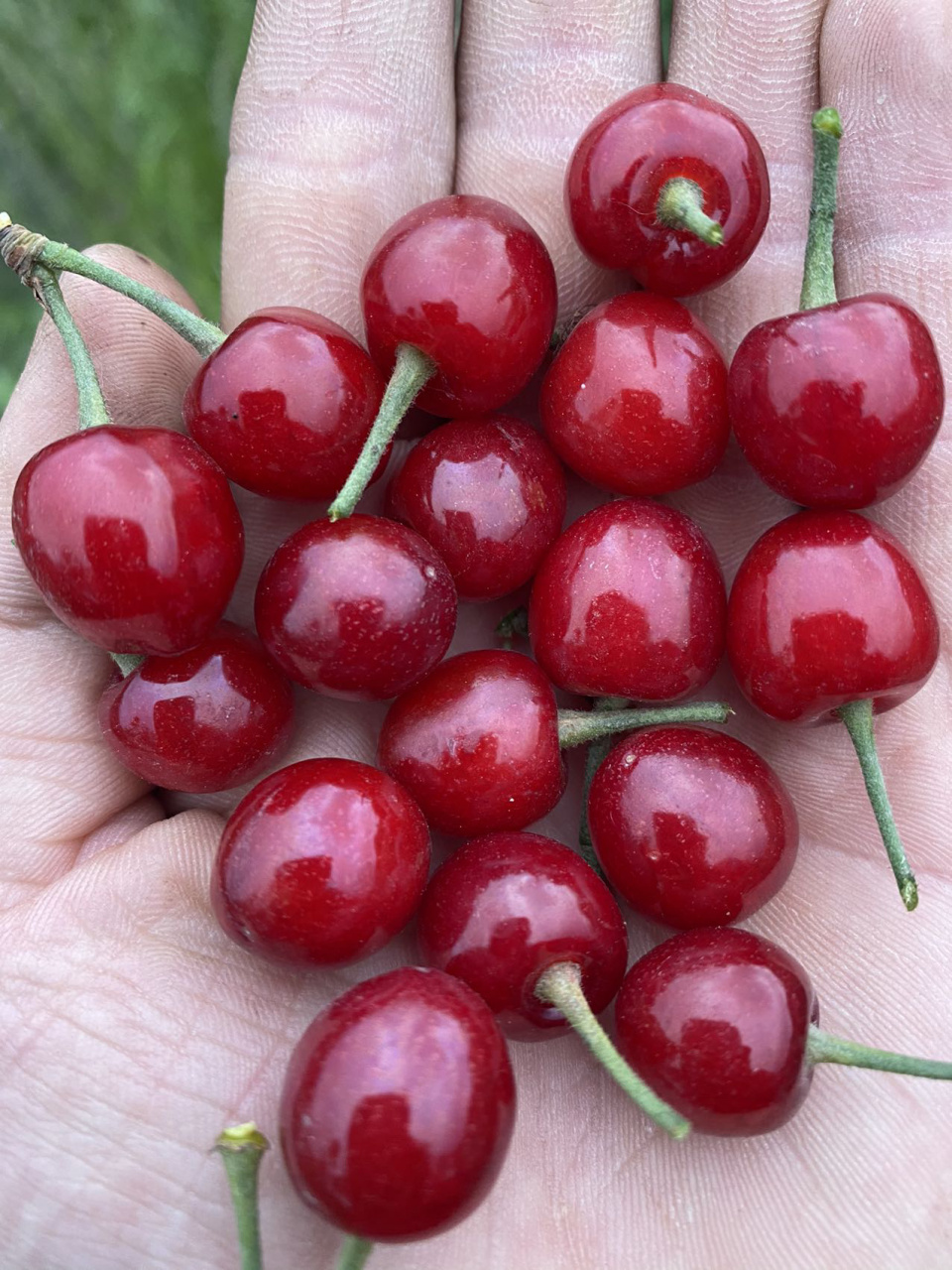 9个小樱桃品种果子实拍图. 看看有何不同?