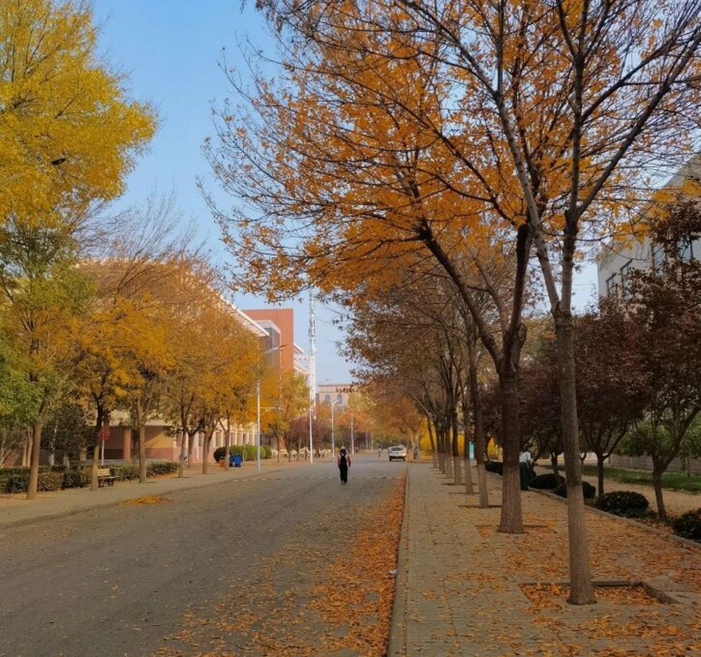 德州学院 风景图片图片