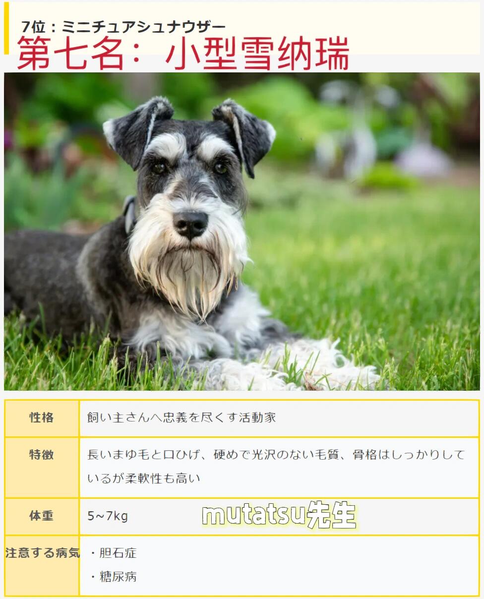98959569002022日本人气犬排行榜前十名75157515