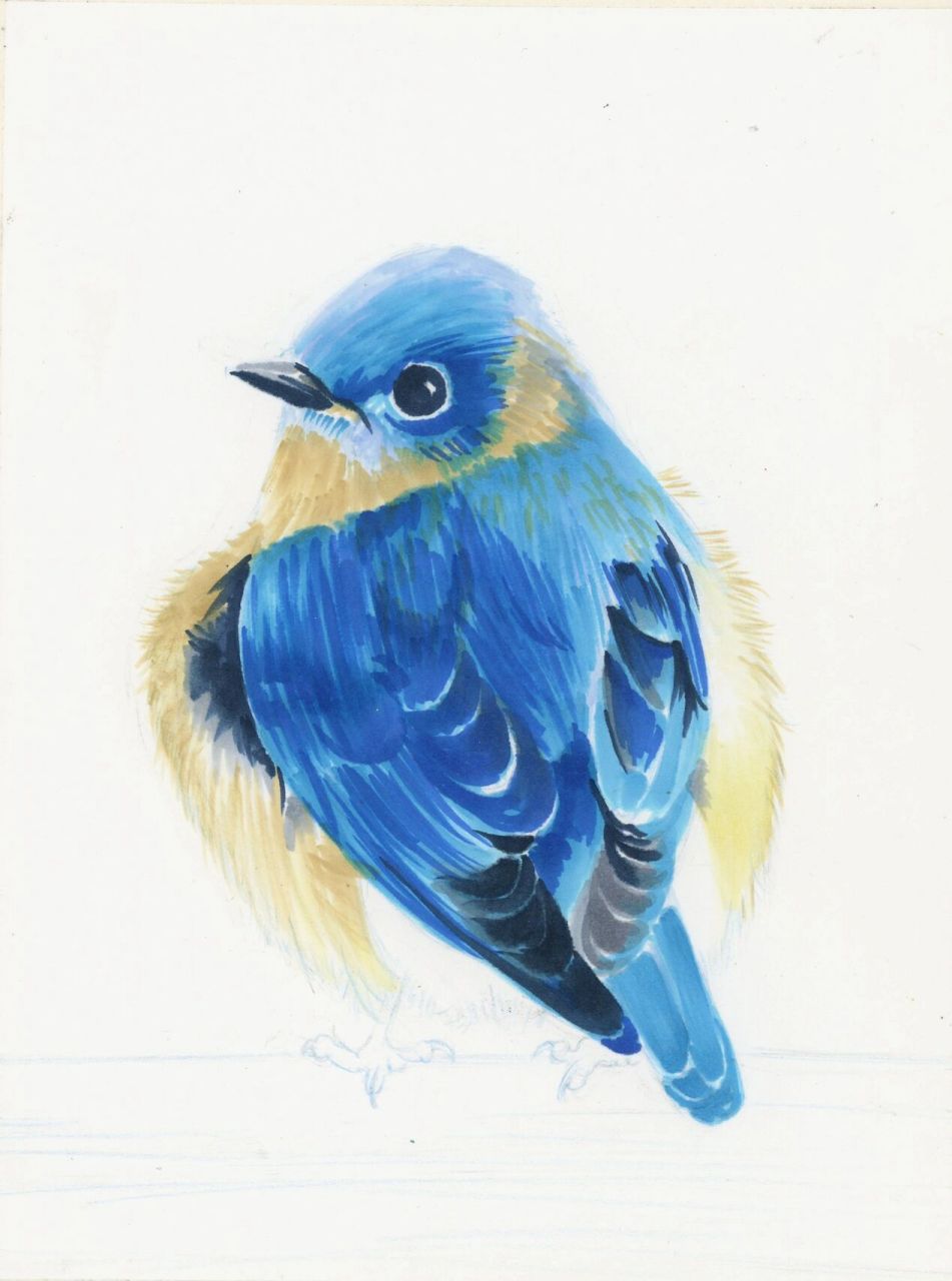 彩铅动物——知更鸟 有时候画的半完成品好像更喜欢.