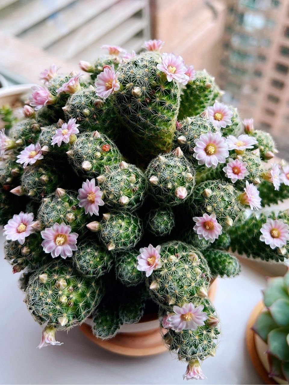 仙人球|良宽 开花94更美丽~ 良宽又开花94了(图1) 良宽的花期比较