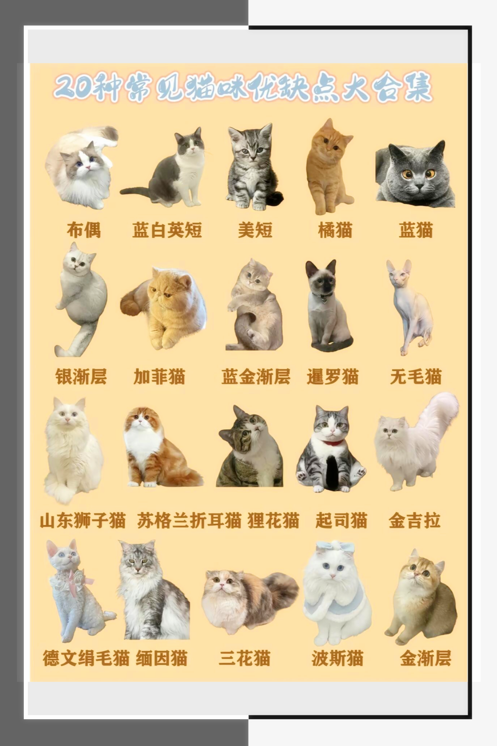 小猫品种大全及图片图片