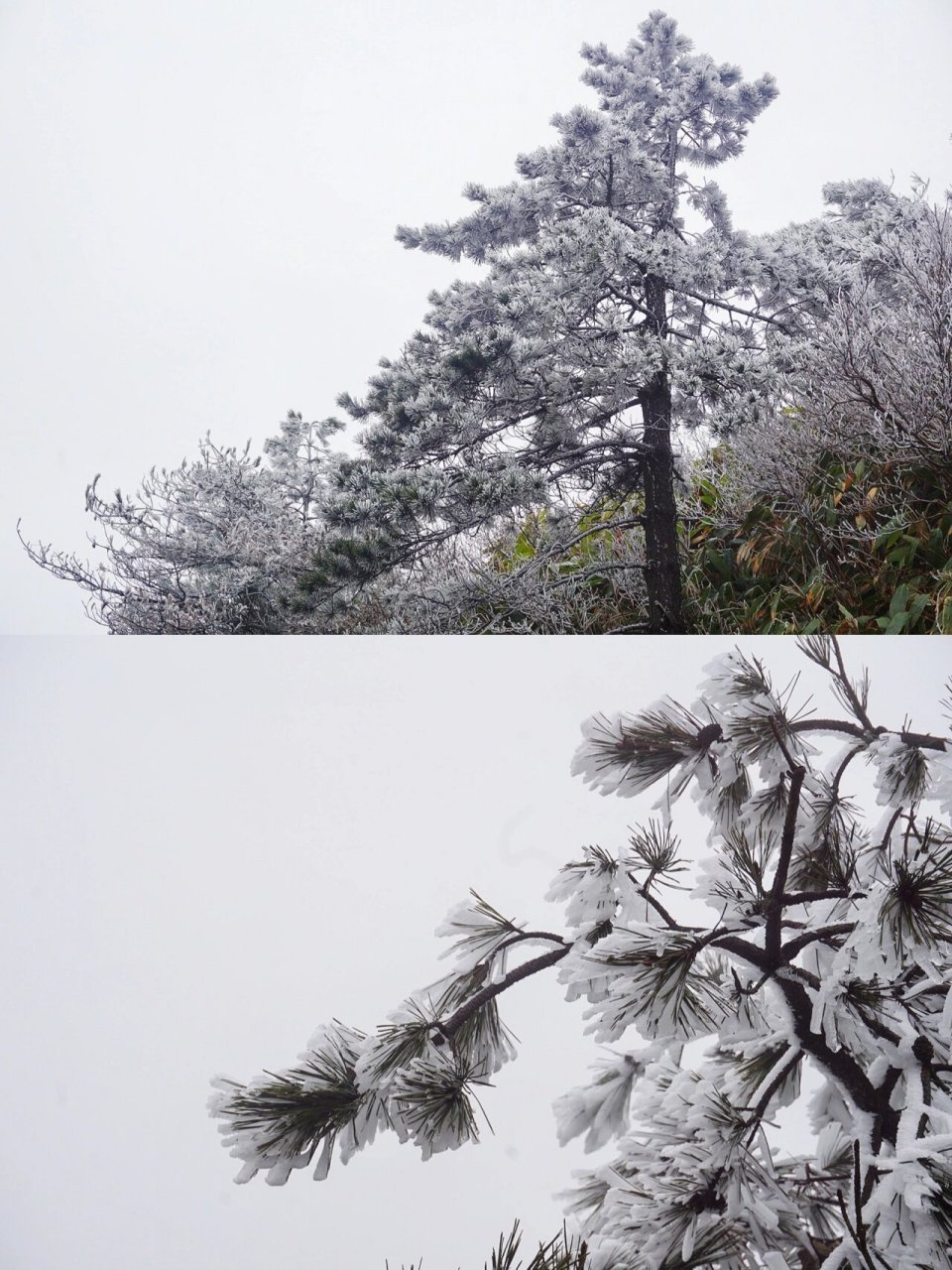 瑞安金鸡山雪景图片