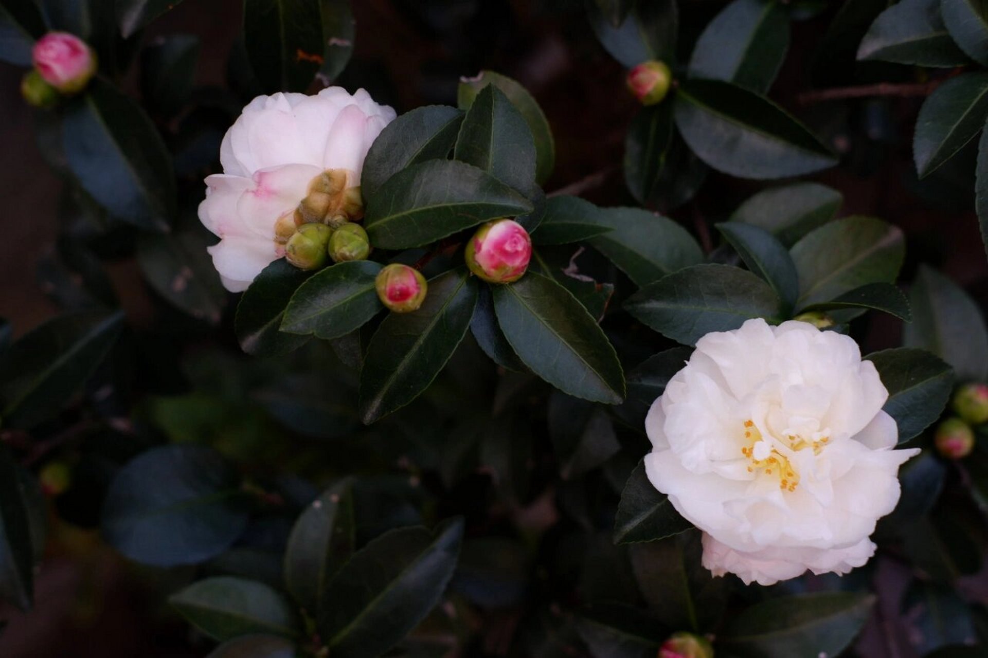 自带仙气的茶梅品种,朝仓. 这棵茶梅去年收到的时候仅剩一朵花.