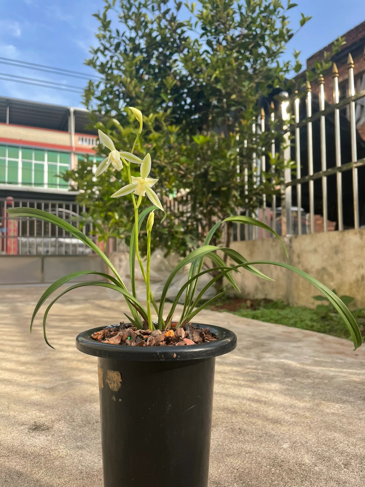 建兰黄山雪 小草大花