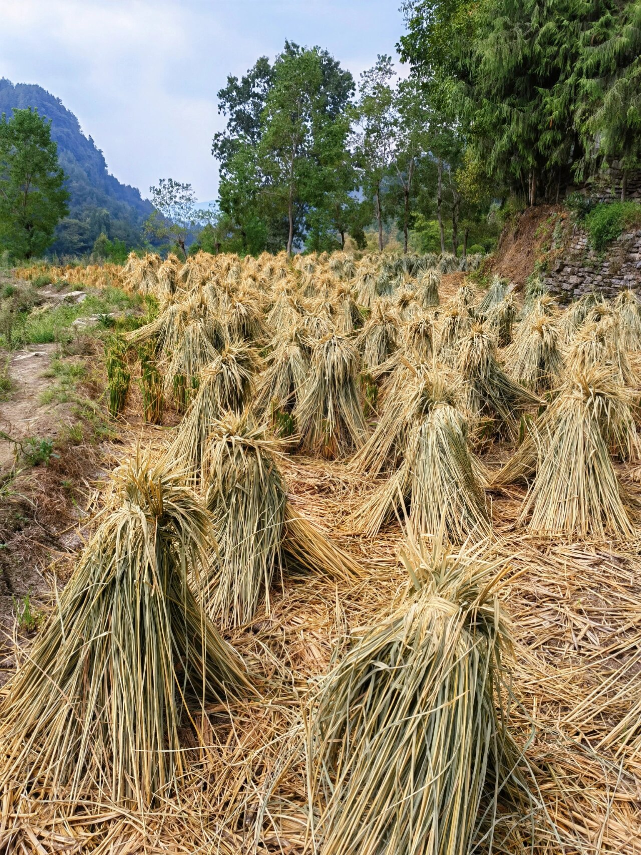 农村稻草堆图片图片