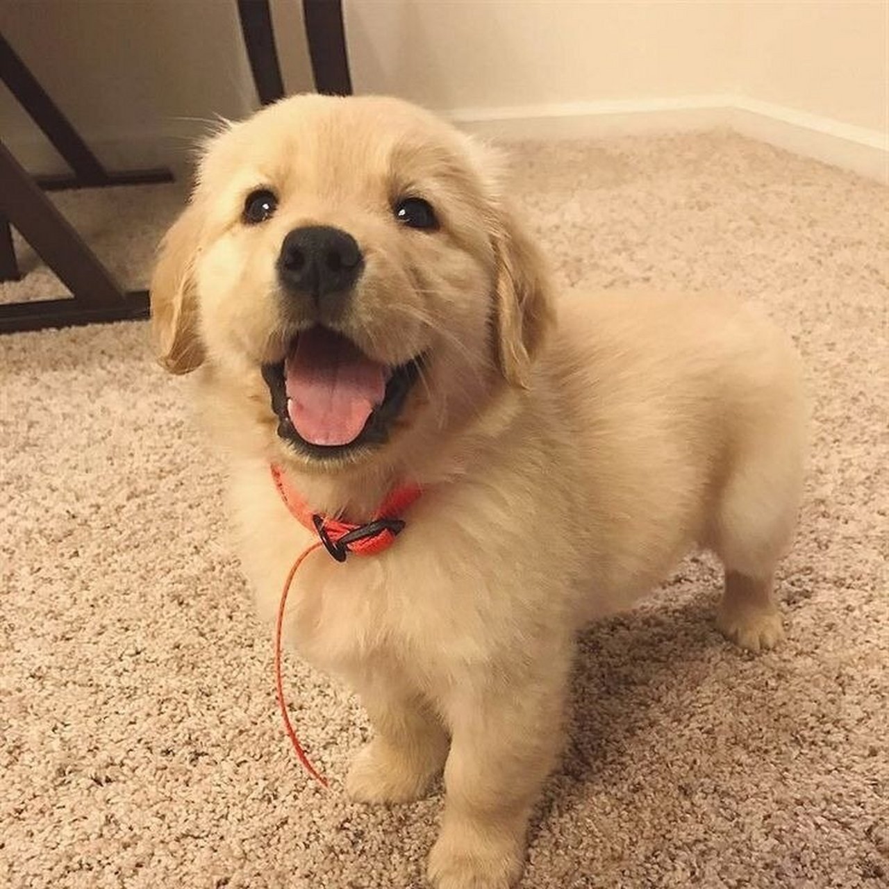 大暖男小金毛 | 头像分享