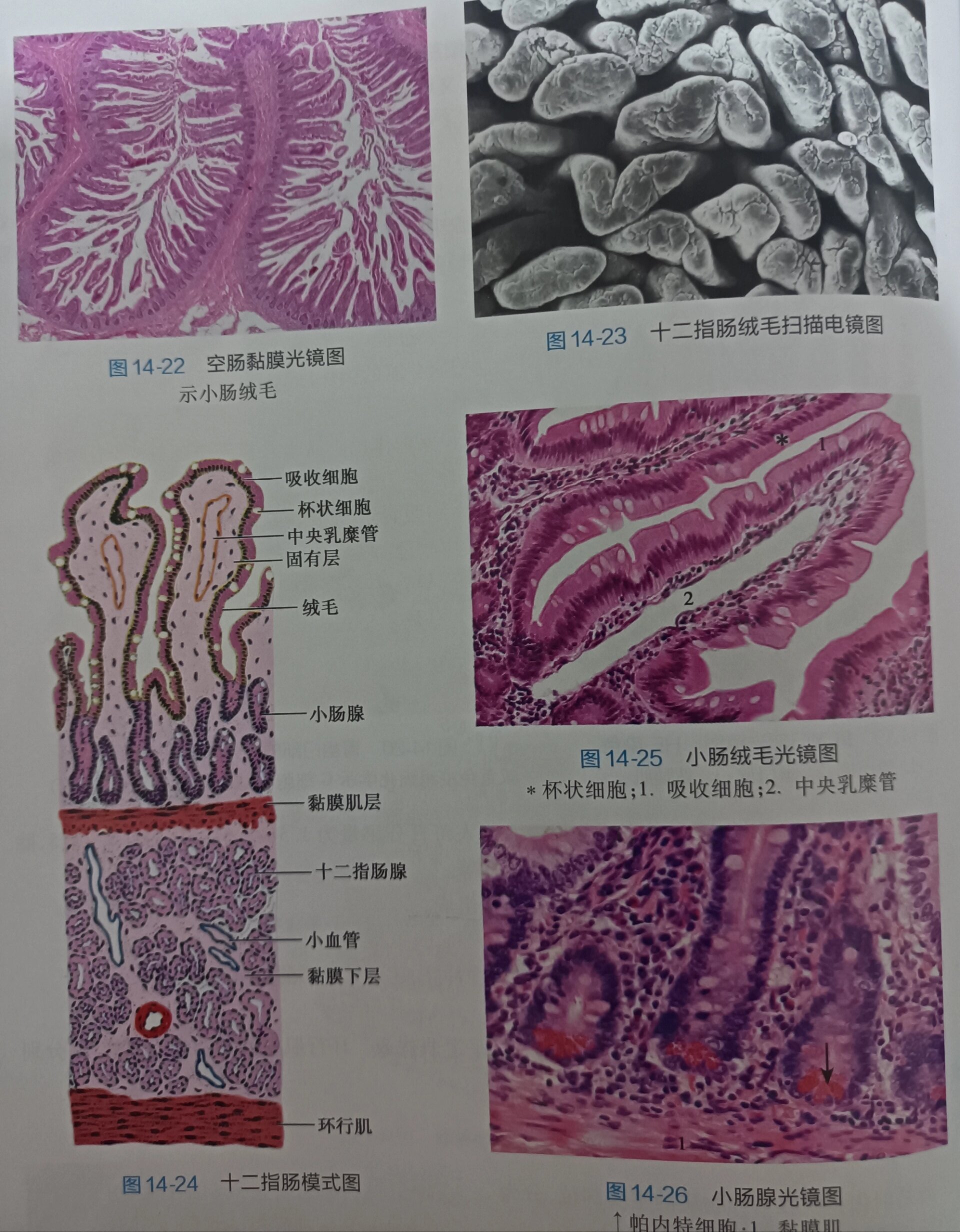 小肠结构示意图生物图片