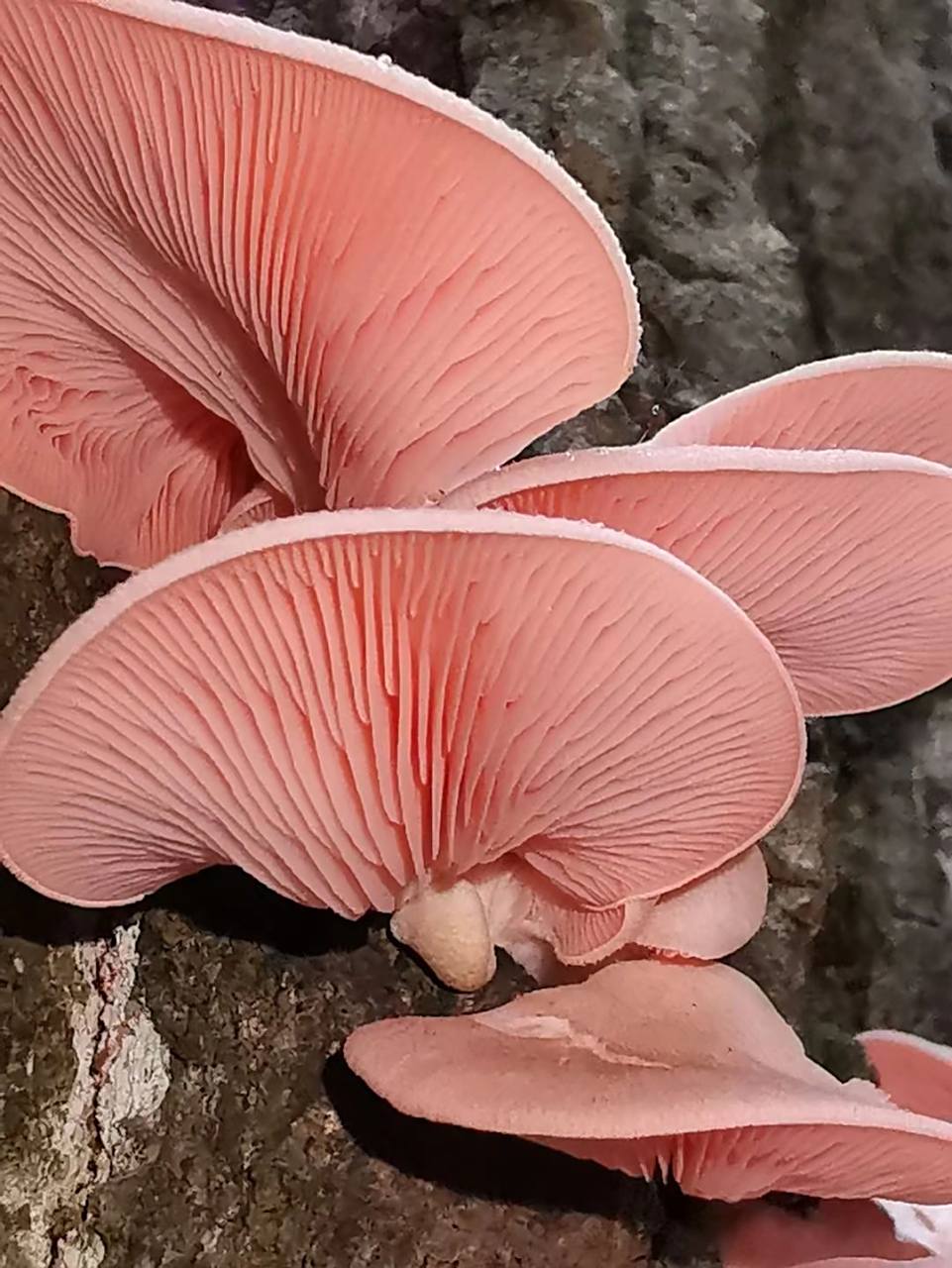 粉色平菇,可以吃吗?