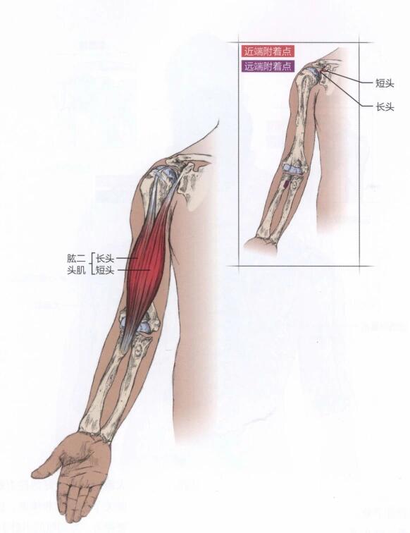 肌动学—肱二头肌 肱二头肌,顾名思义,就是肱骨上有两个头,一个长头