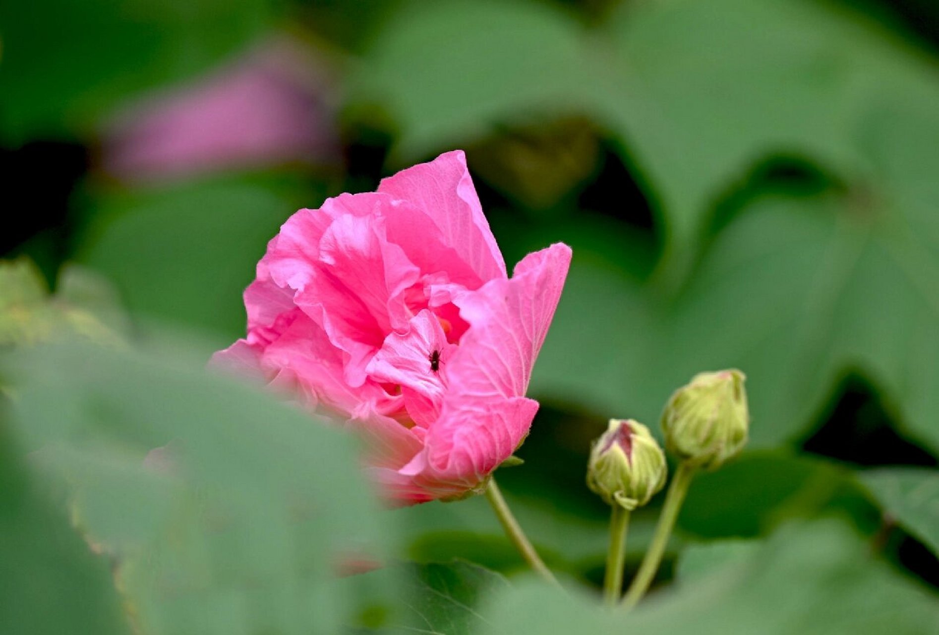 1983年,芙蓉花正式命名为成都市花.从此
