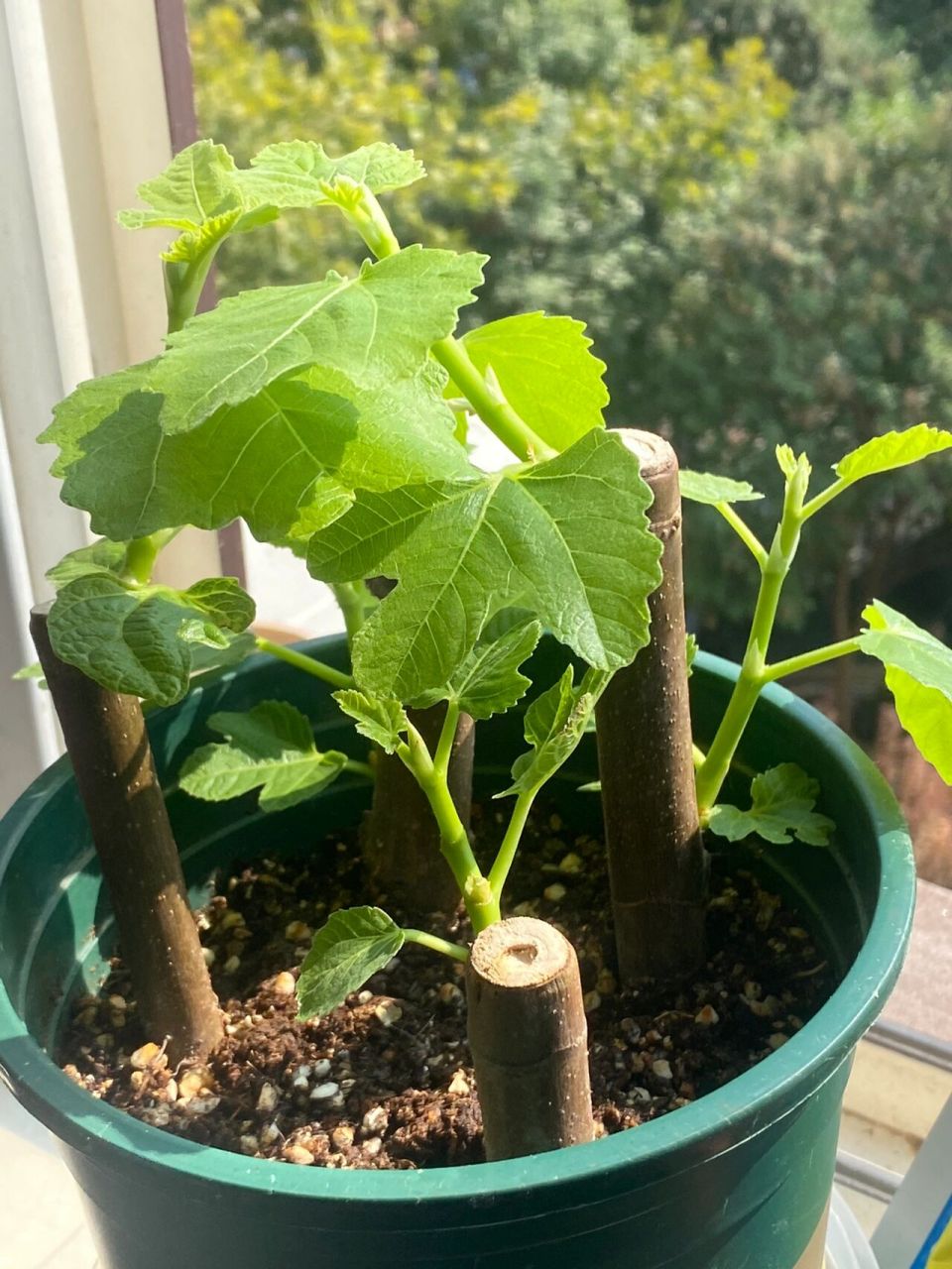 无花果扦插第30天,野蛮移栽!