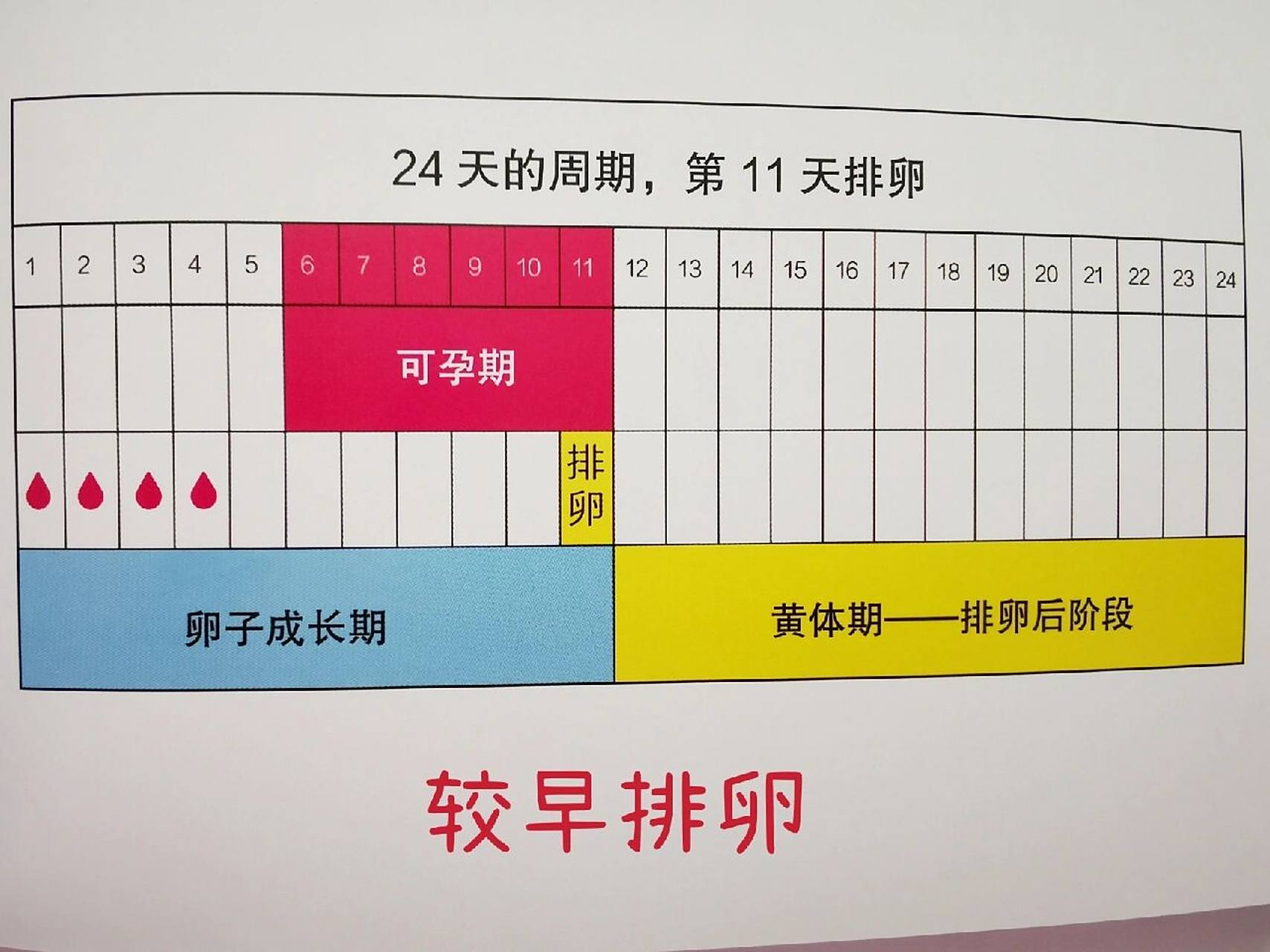 所以说,排卵期到底在什么时候?