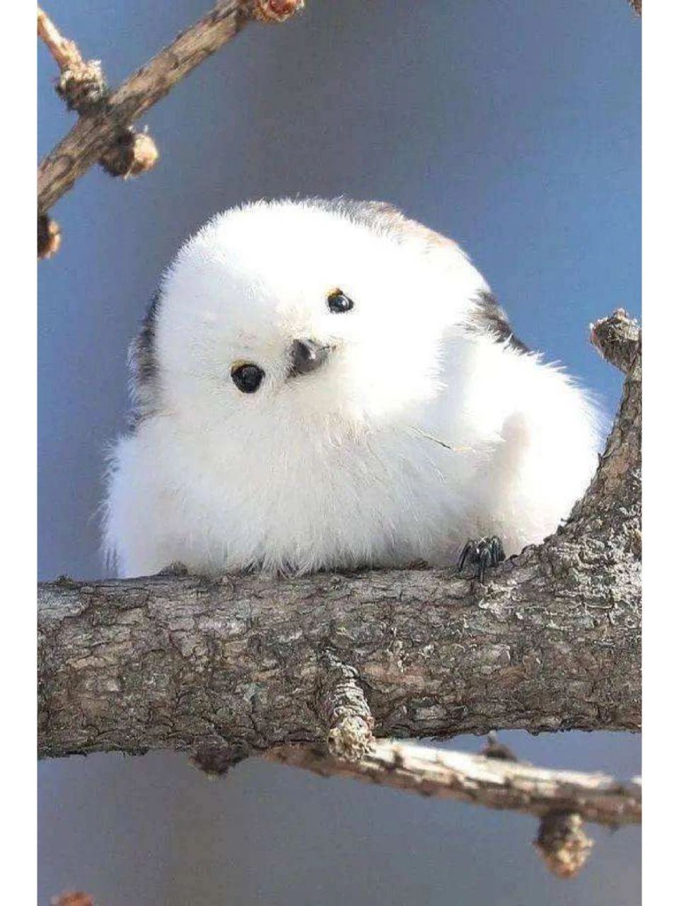 圆滚滚好似糯米团,最萌的小鸟 胖成一团的小鸟你见过吗?