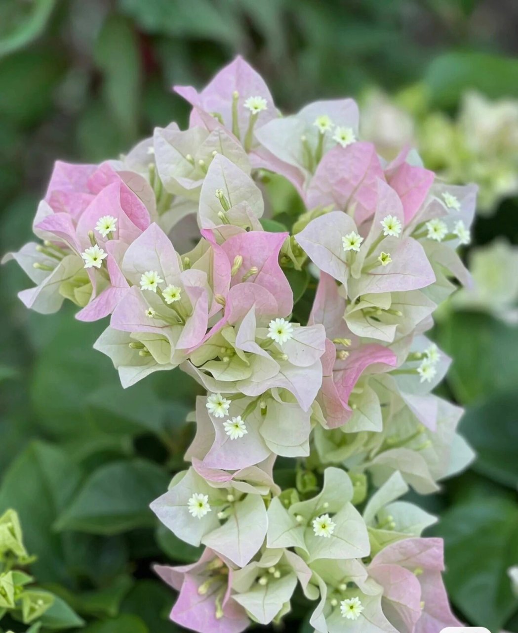 绿樱三角梅刺绣 这次绣一支三角梅,从前觉得三角梅到哪里都能开,花色