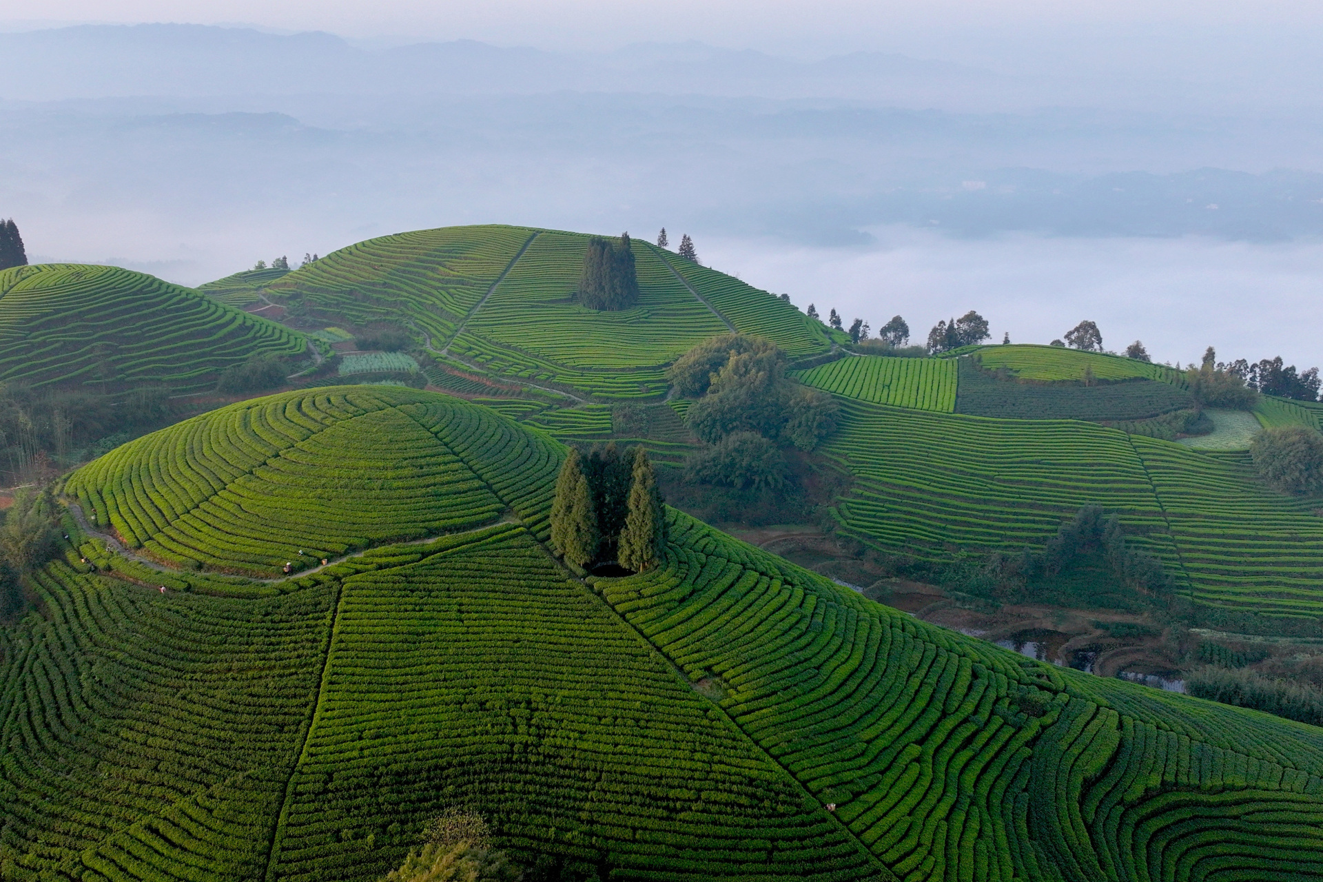 前茶"采摘忙】3月28日,在四川省泸州市纳溪区护国镇德红村红岩子茶园