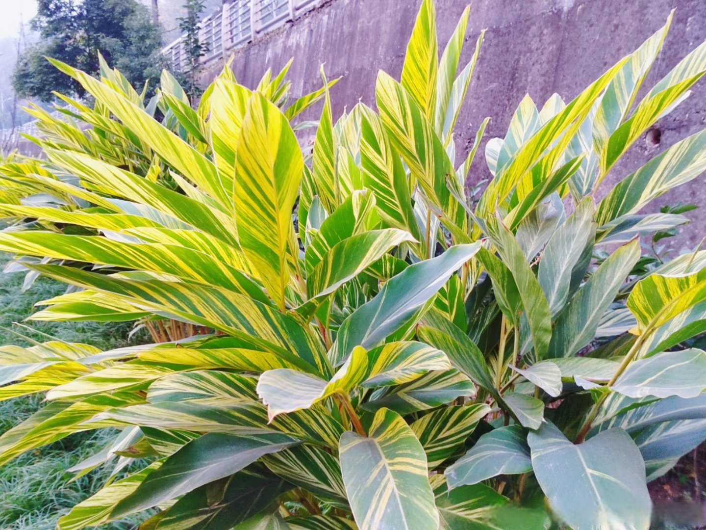 花叶良姜又名花叶艳山姜,斑纹月桃等,花叶艳山姜叶子黄绿相间的色彩