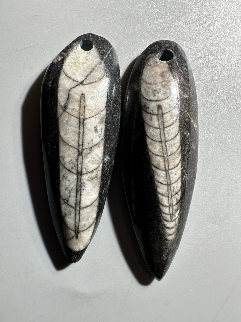 古生物化石——震旦角石 震旦角石又称"中华角石", 它的外型如同宝塔