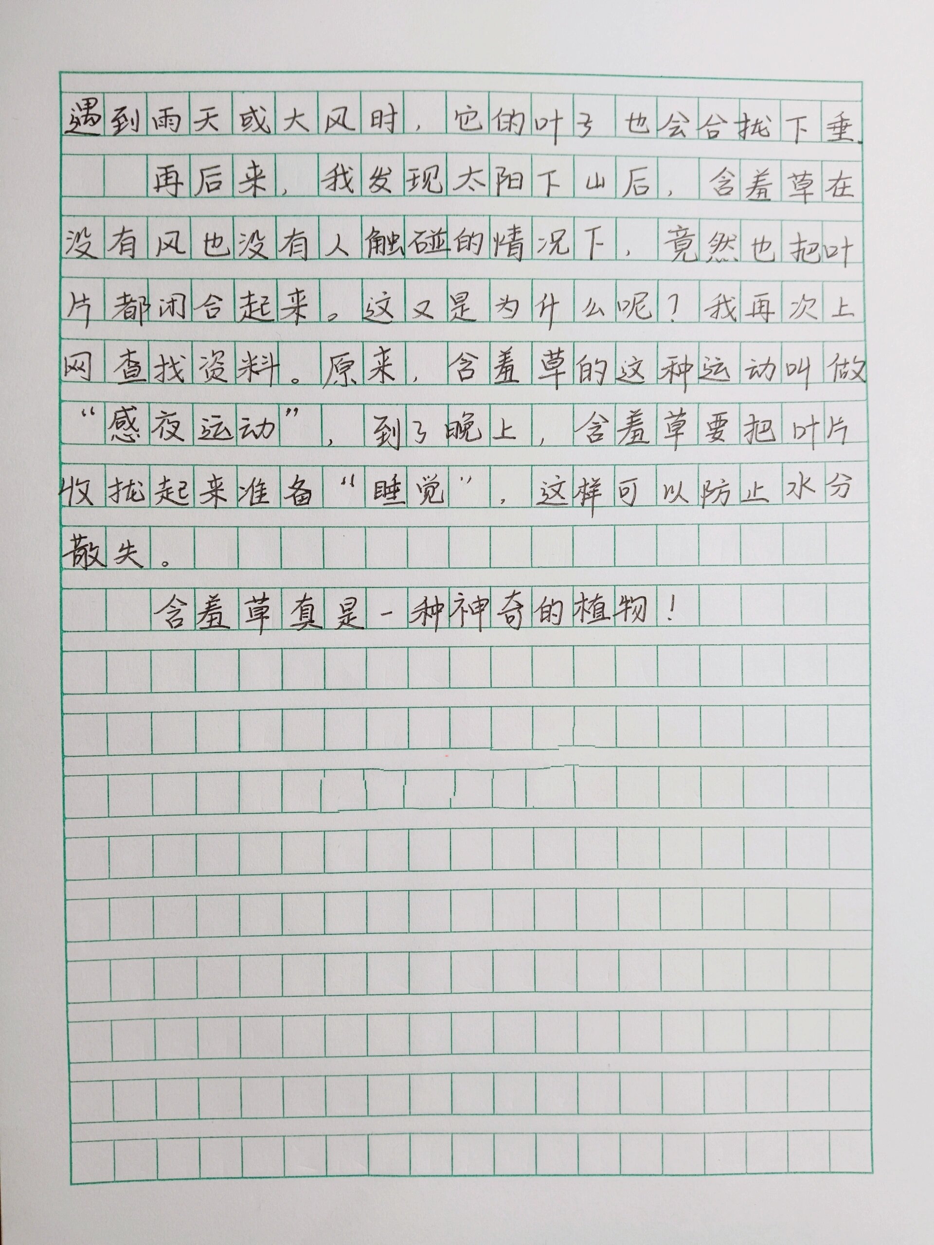 含羞草的样子作文图片