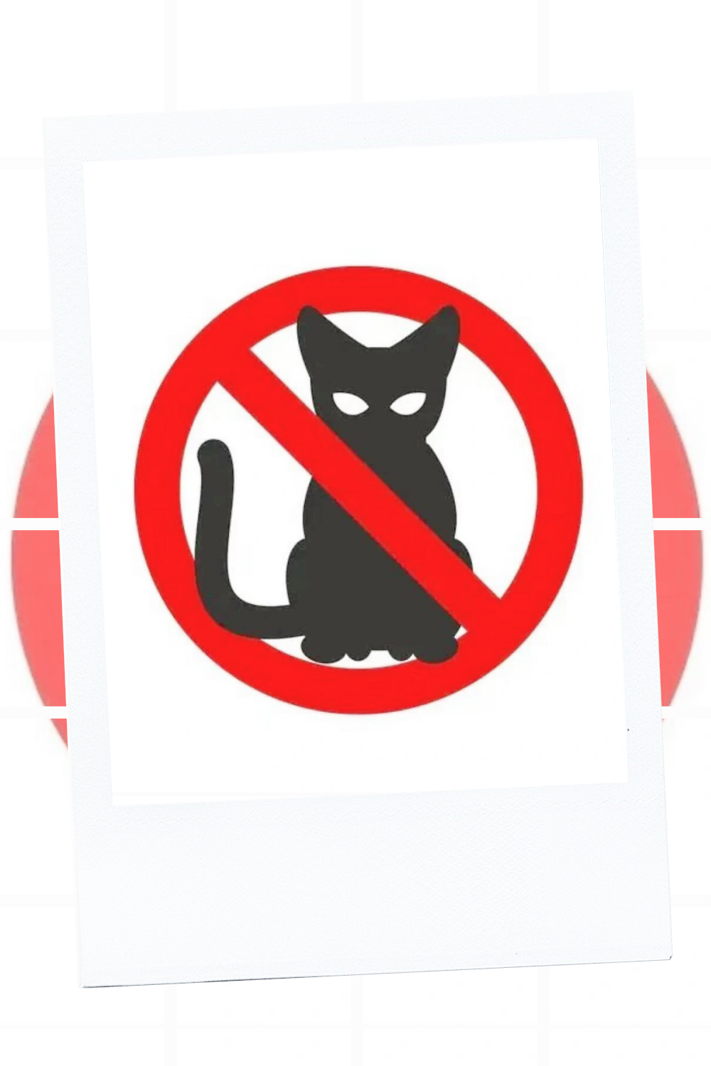 不要养这些猫,违法!