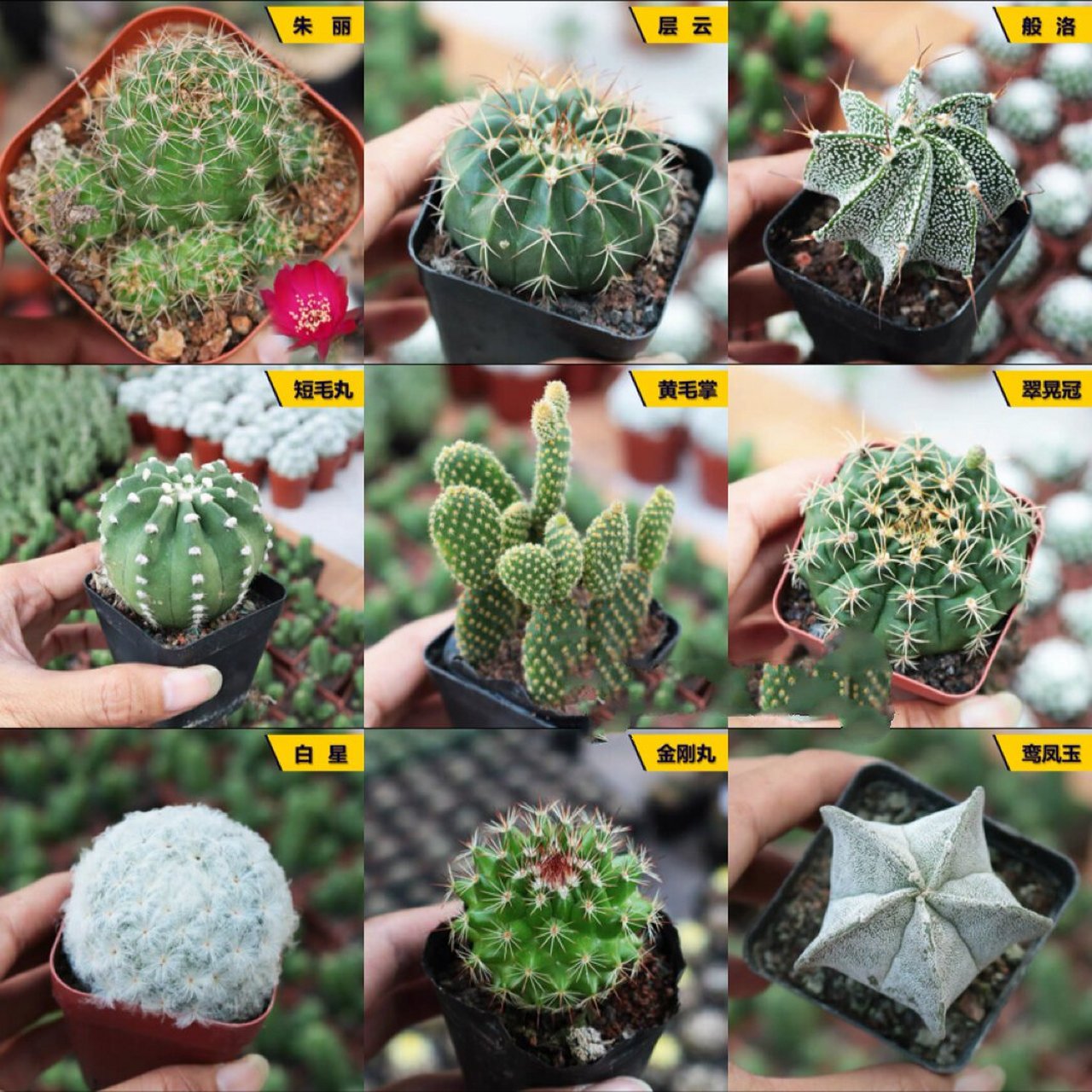 仙人掌品种大全(1) 91仙人掌,又名仙巴掌,霸王树,火焰,火掌,牛舌头