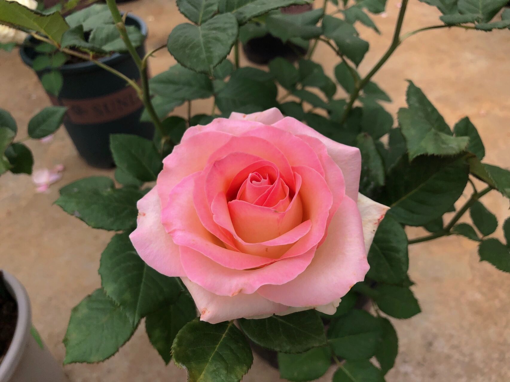 月季雪山系列 入手了5个雪山系列切花月季,开花很好看,就是无香,前段