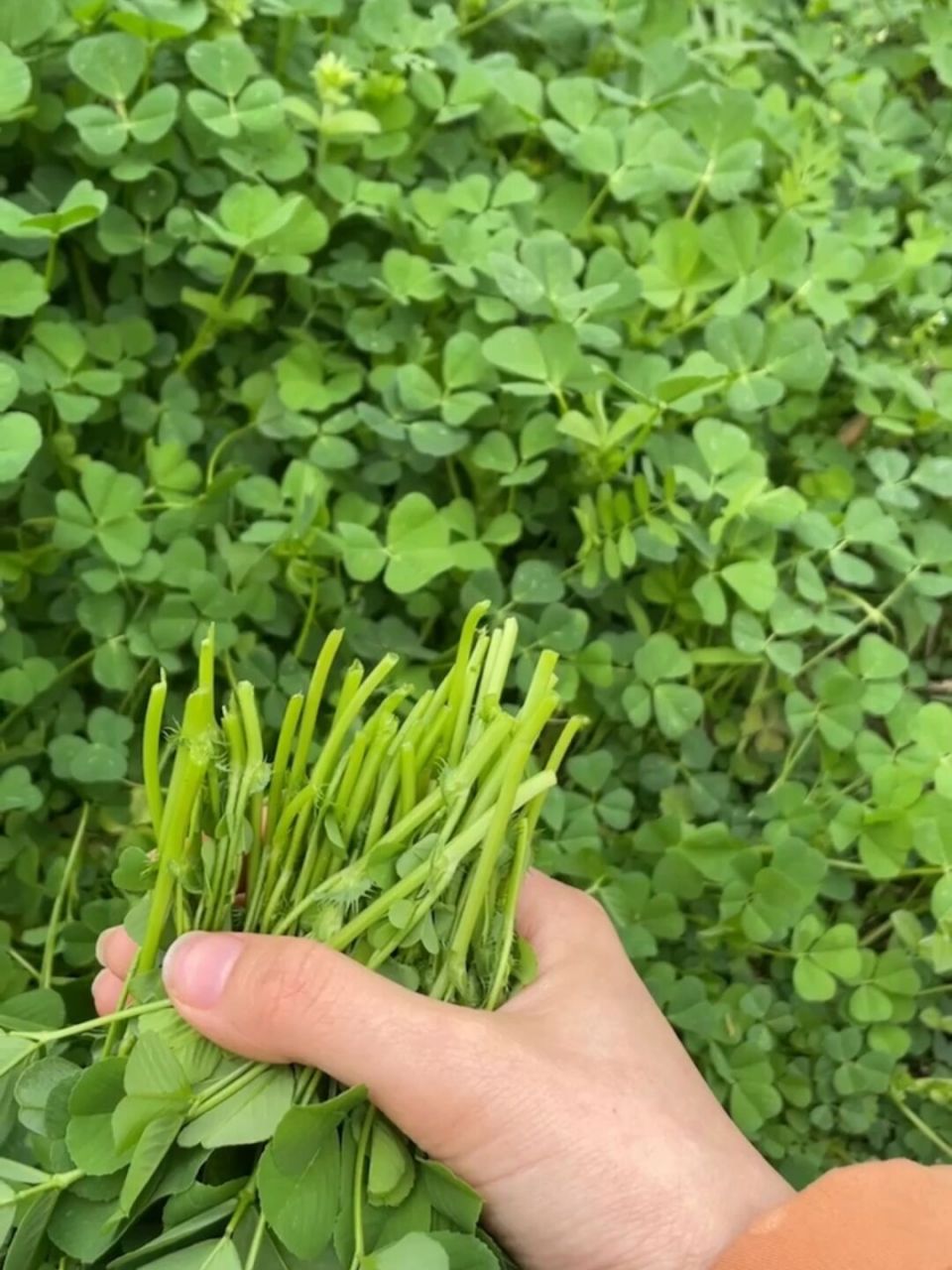 金花菜草头 都去吃