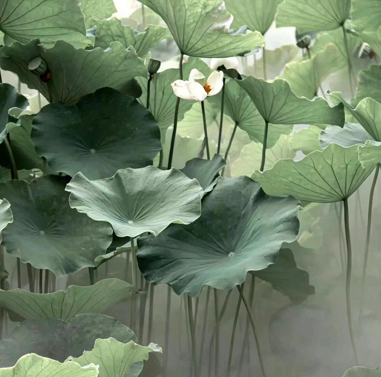 清冷感背景图06