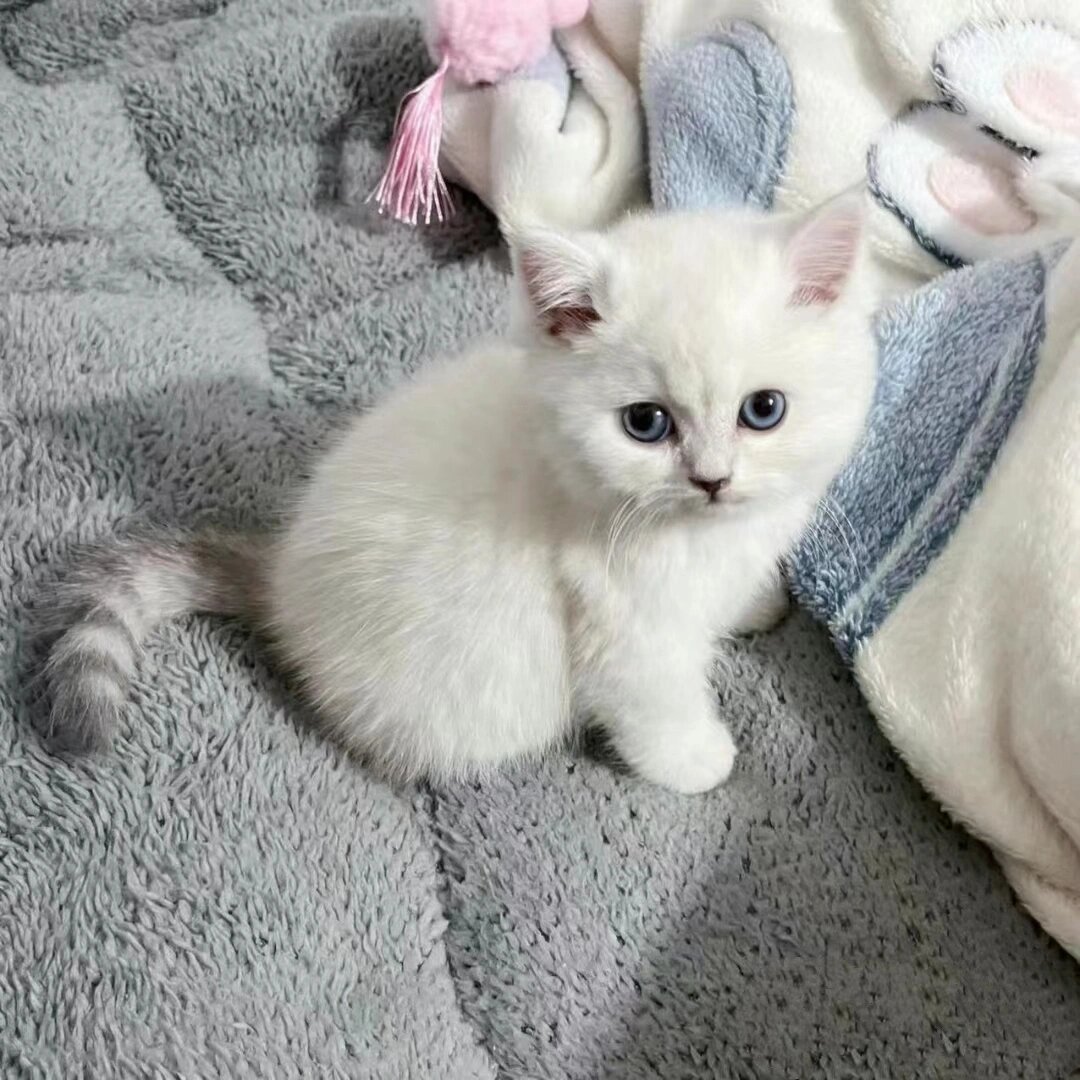 金渐层12色的小猫猫800了