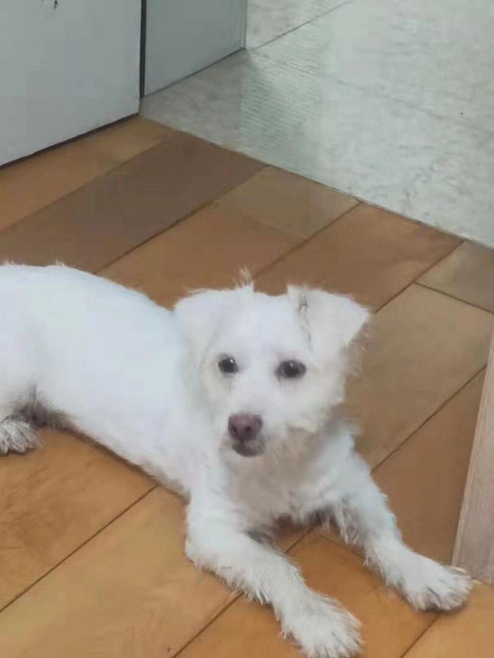 纯白色狗狗领养 一只纯白色得长毛流浪狗狗 宠物医生说不到一岁 是小