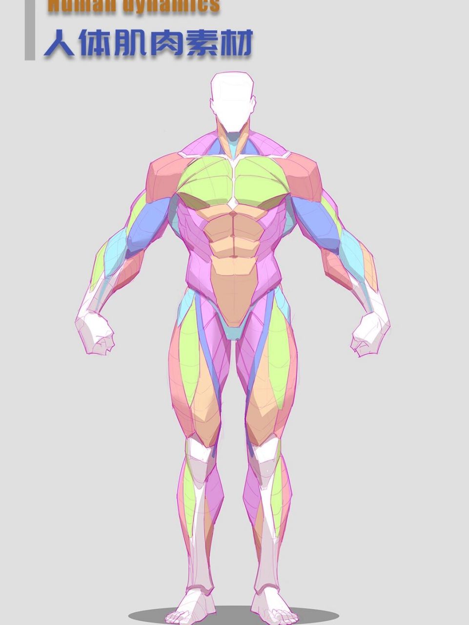 人体动态肌肉绘画素材合集