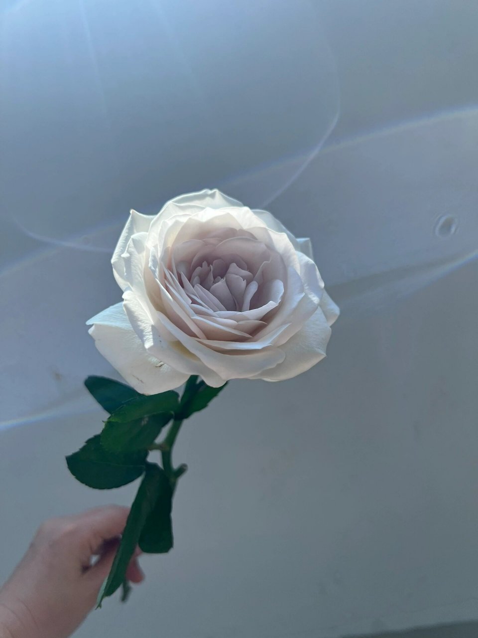 银色衬裙 单头玫瑰 2023.