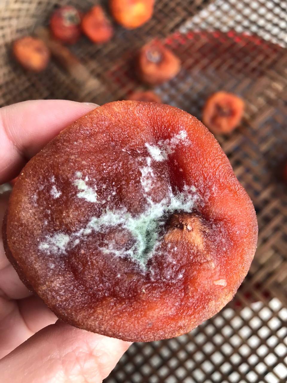 好消息是湖南下雨了,坏消息是柿饼发霉了一天吃好几个,吃都来不及吃