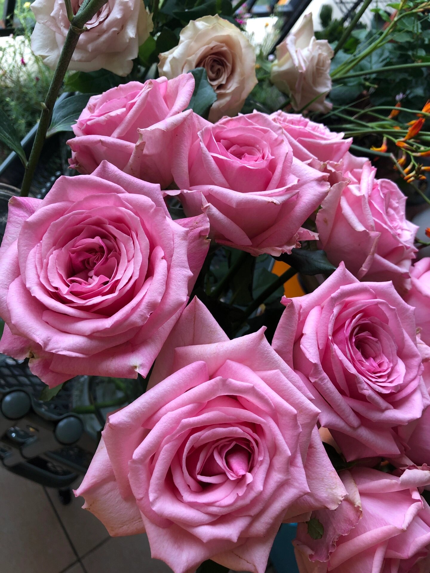 复古粉色.花头巨大,荔枝浓香.