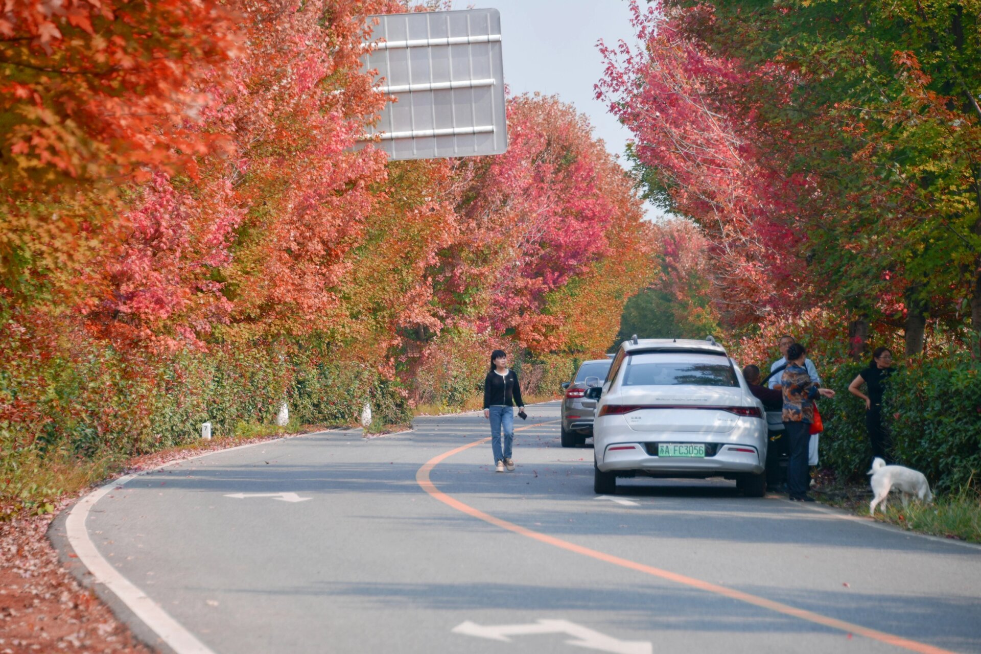 枫彩漫城 大泉湖的枫叶大道已全红,等待人们去观赏
