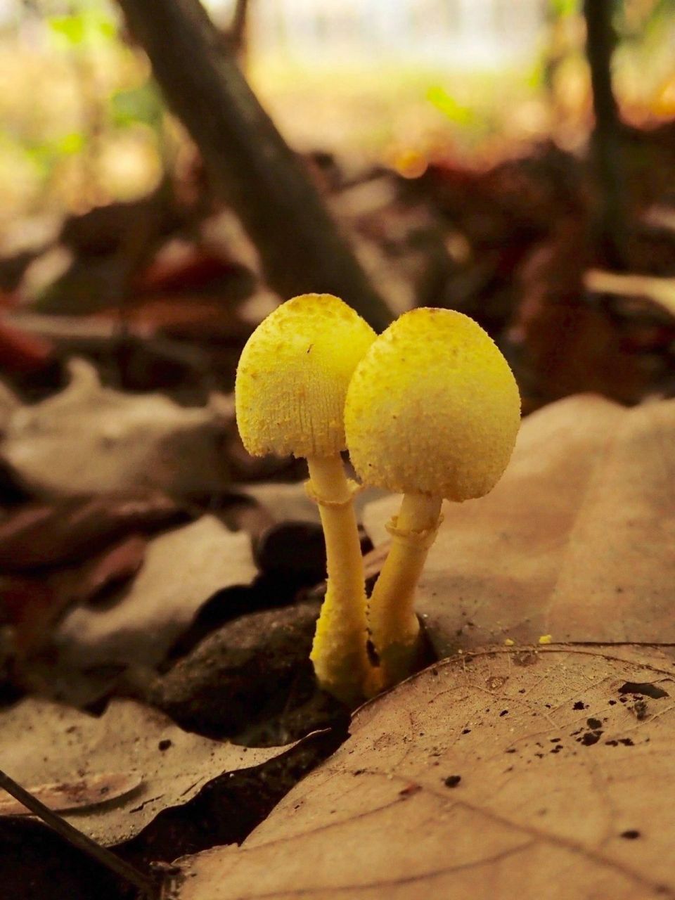 花盆里长出黄蘑菇图片