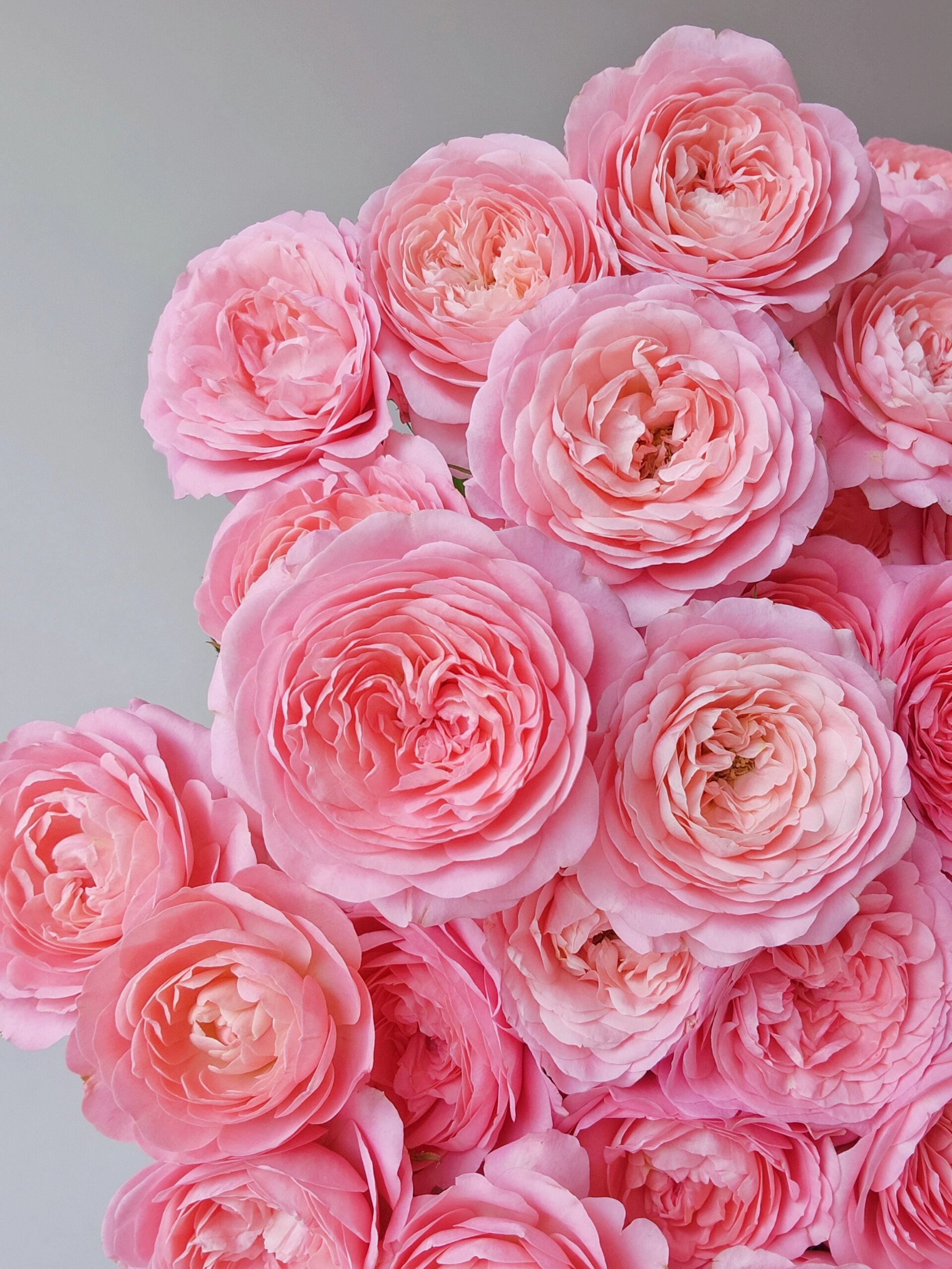 多头玫瑰 胭脂公主/老牛 可能是夏花的原因,这个胭脂公主花型比较秀气