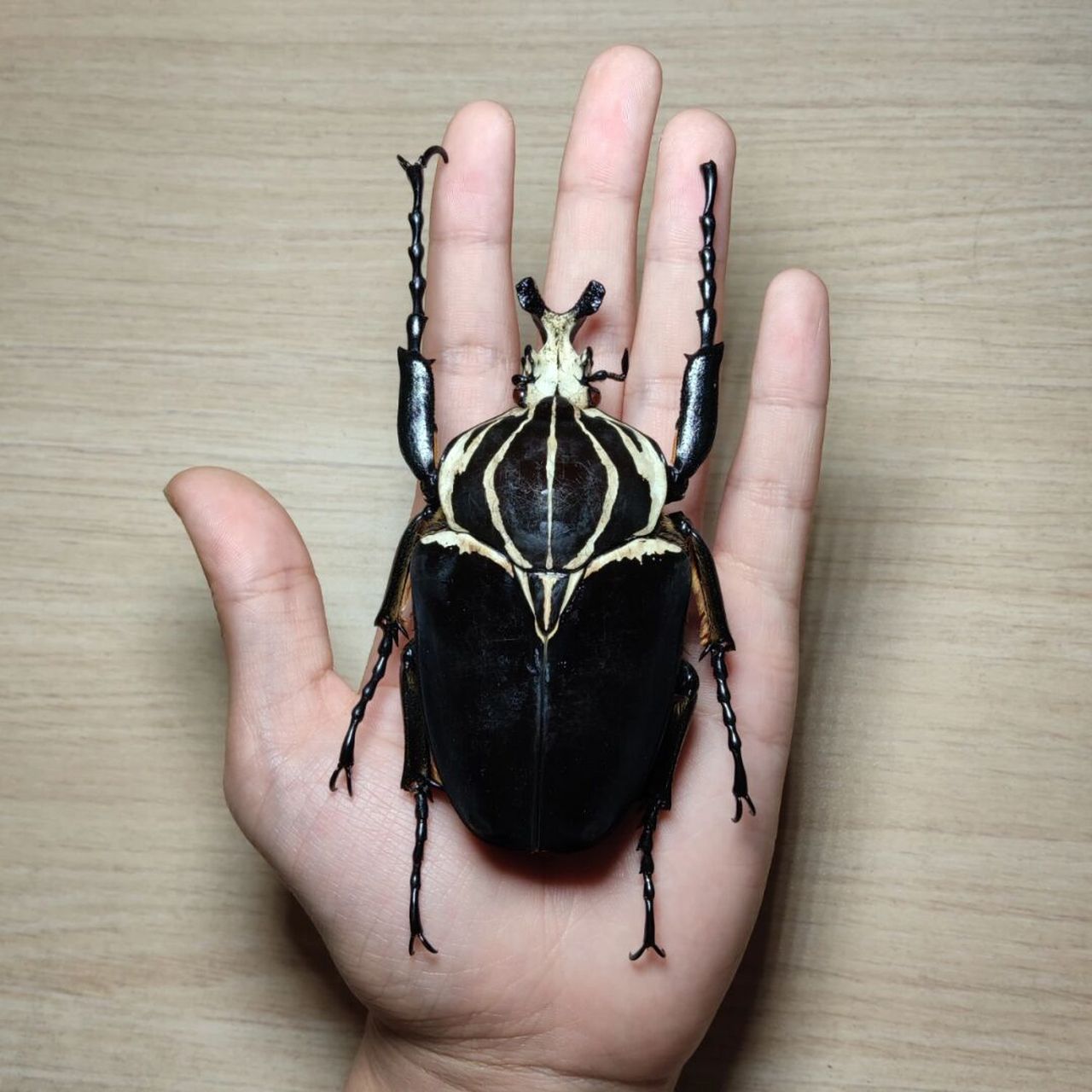 百级大王花金龟ggg goliathus goliatus goliathus 歌利亚大王花金龟