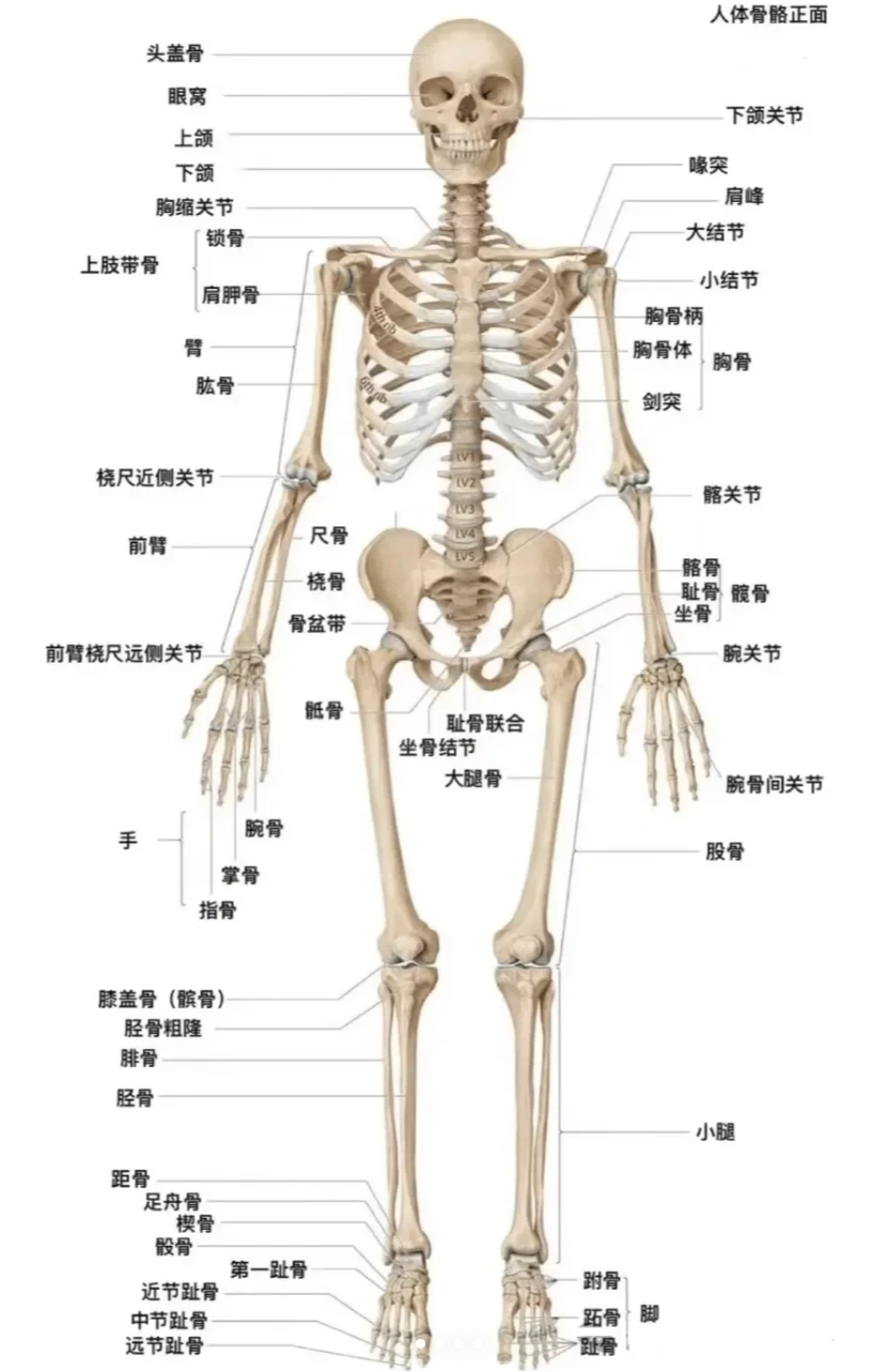 成人一般有206块骨头,但儿童通常有217到218块