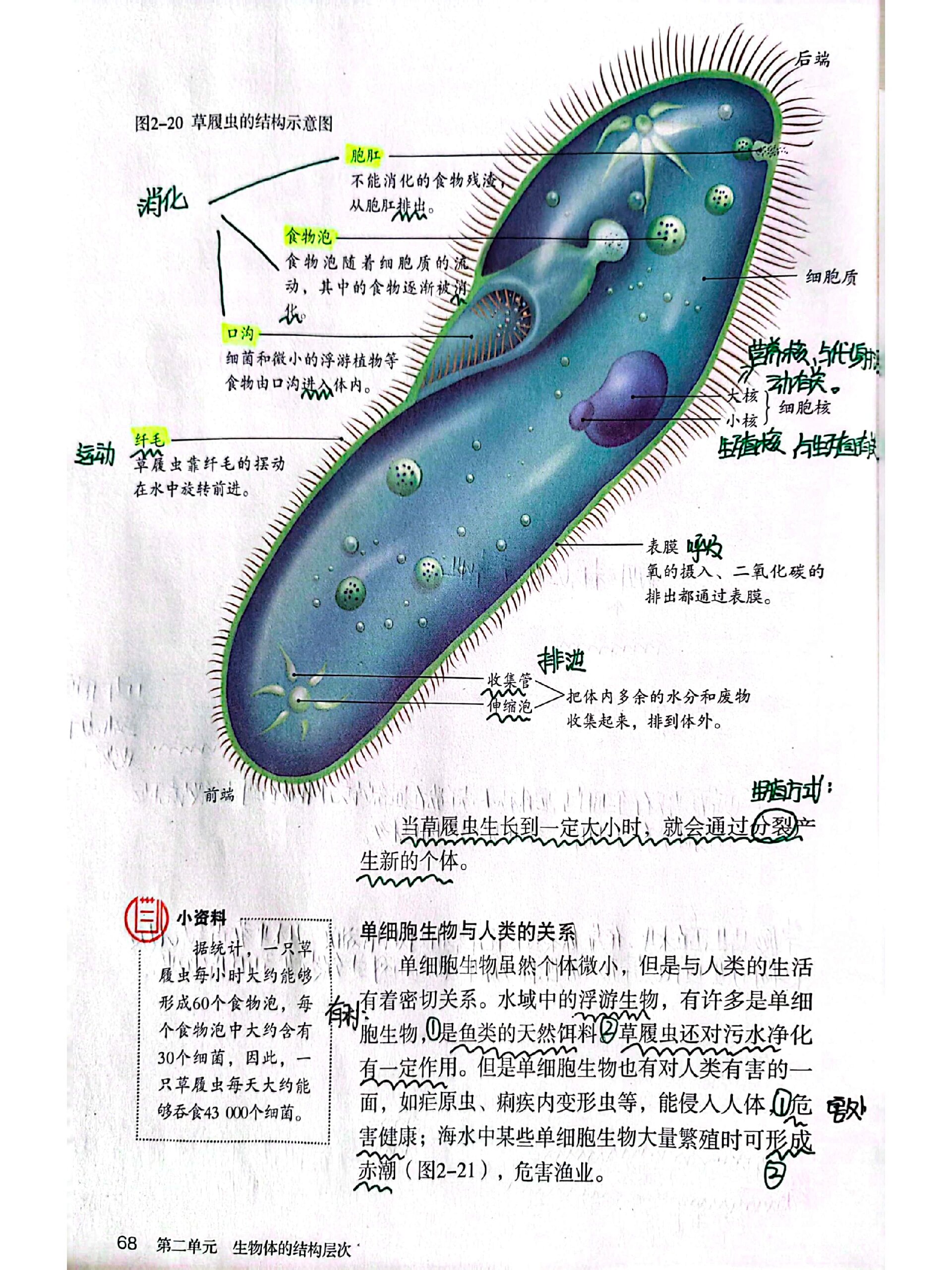 七上生物草履虫结构图图片