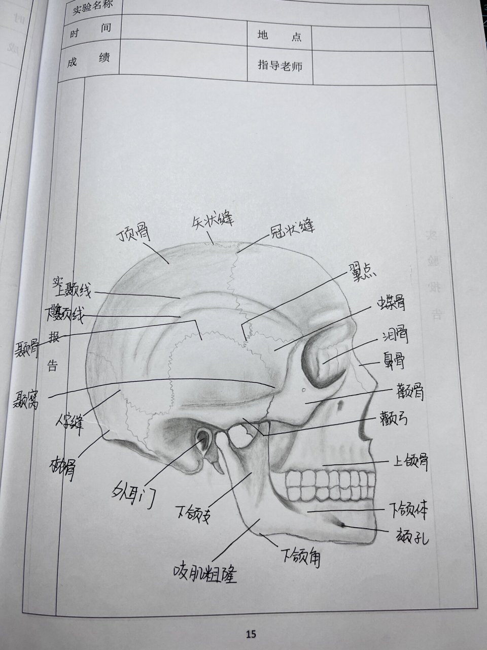 颅骨的侧面观图片