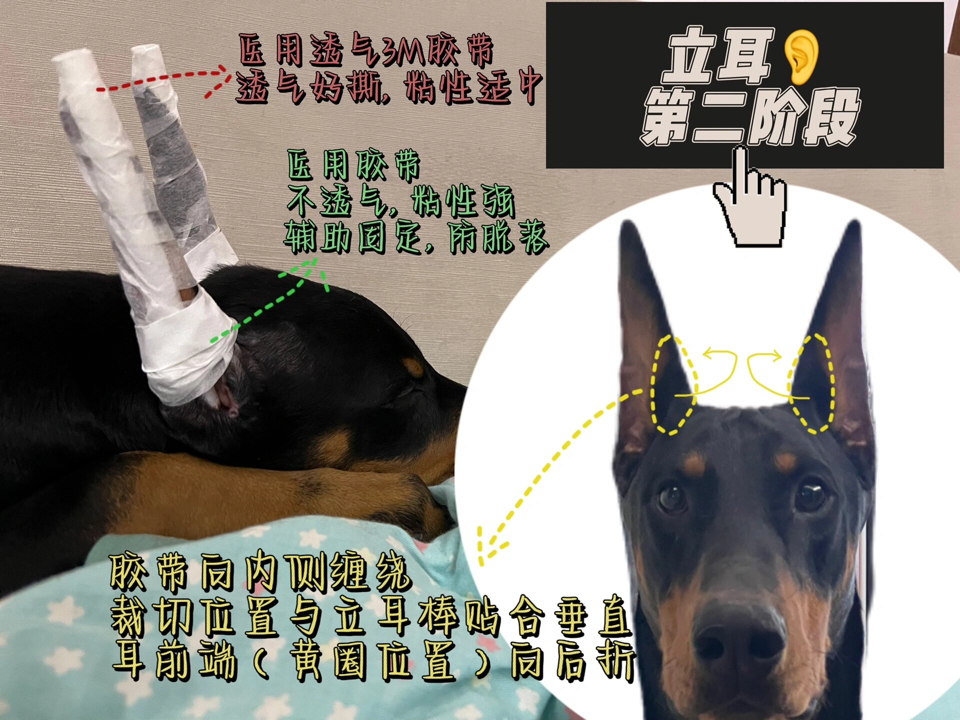 杜宾立耳||小课堂 裁耳不是必须的!是人为选择的!