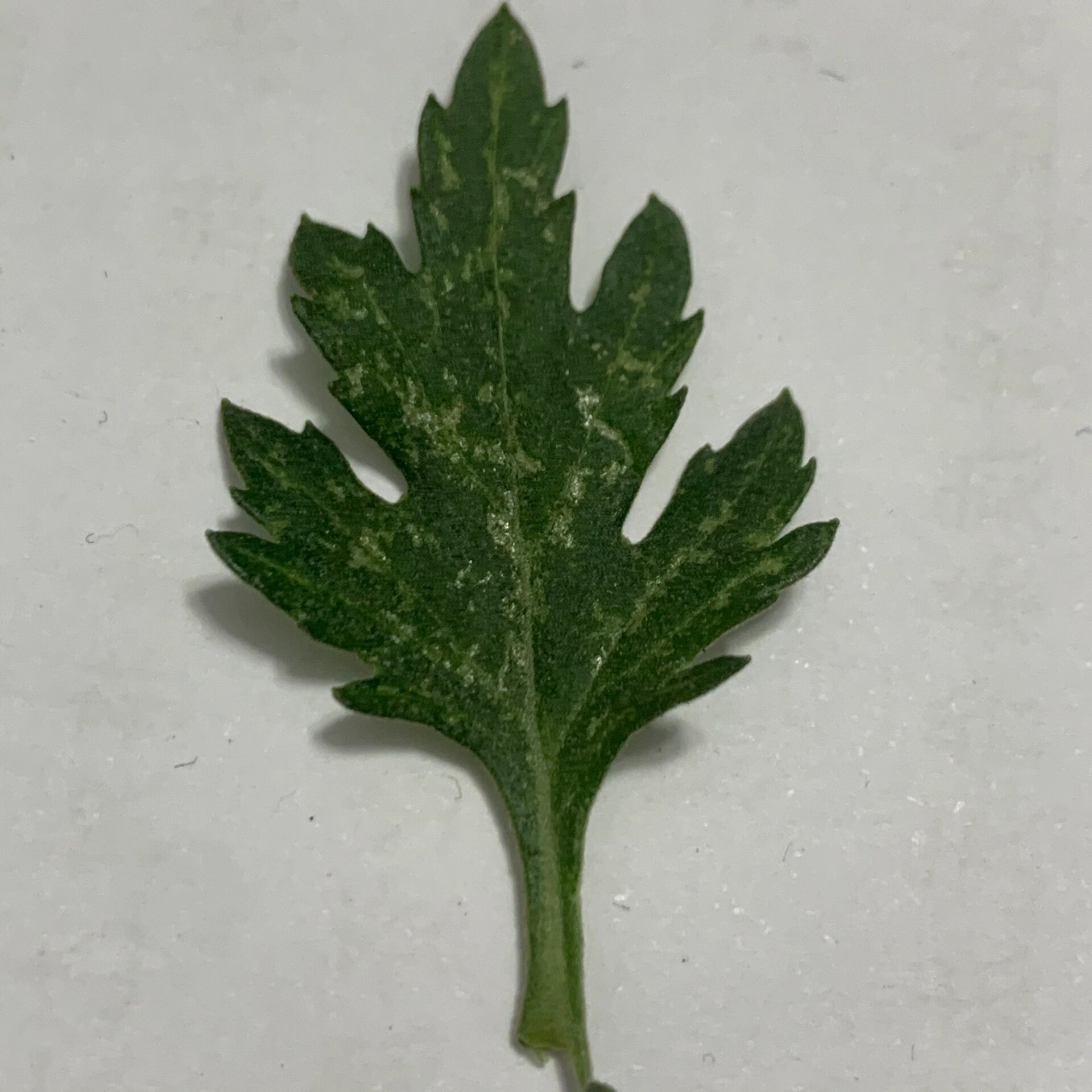 菊花叶子白斑 菊花叶子白斑花纹咋回事呢,花朵也有点萎蔫