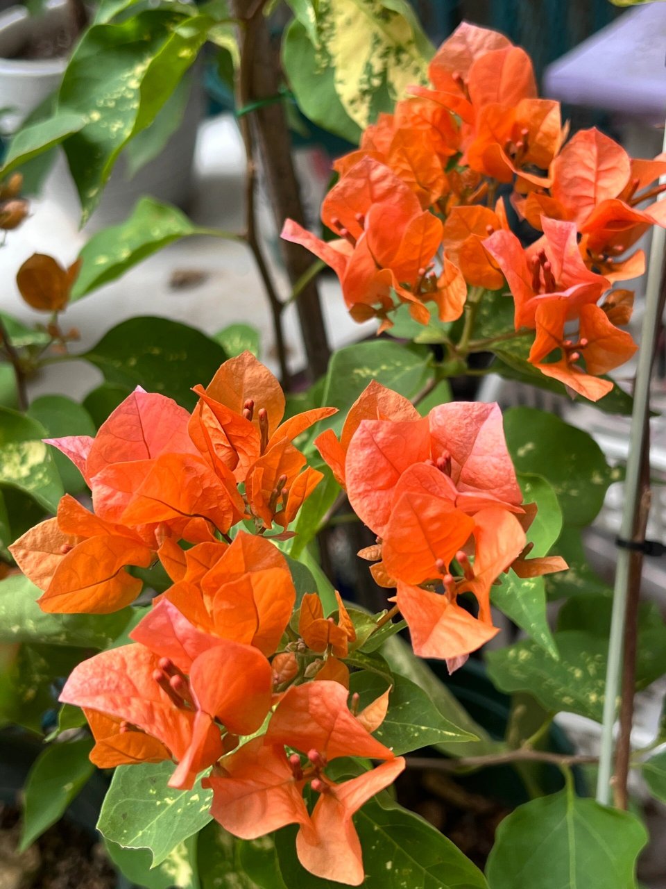 金心龙舌三角梅   这个橙色太优秀啦～爱了