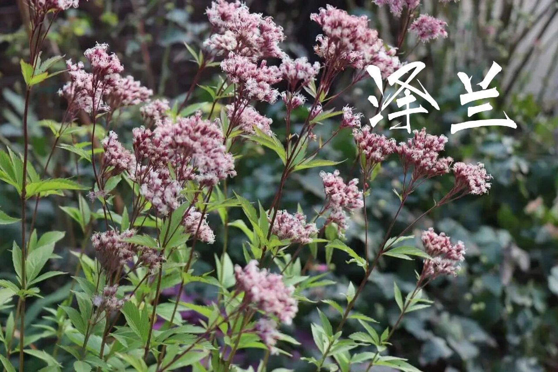 识花|泽兰 9797有的是大麻叶泽兰,有的是紫茎泽兰 97菊科 泽兰