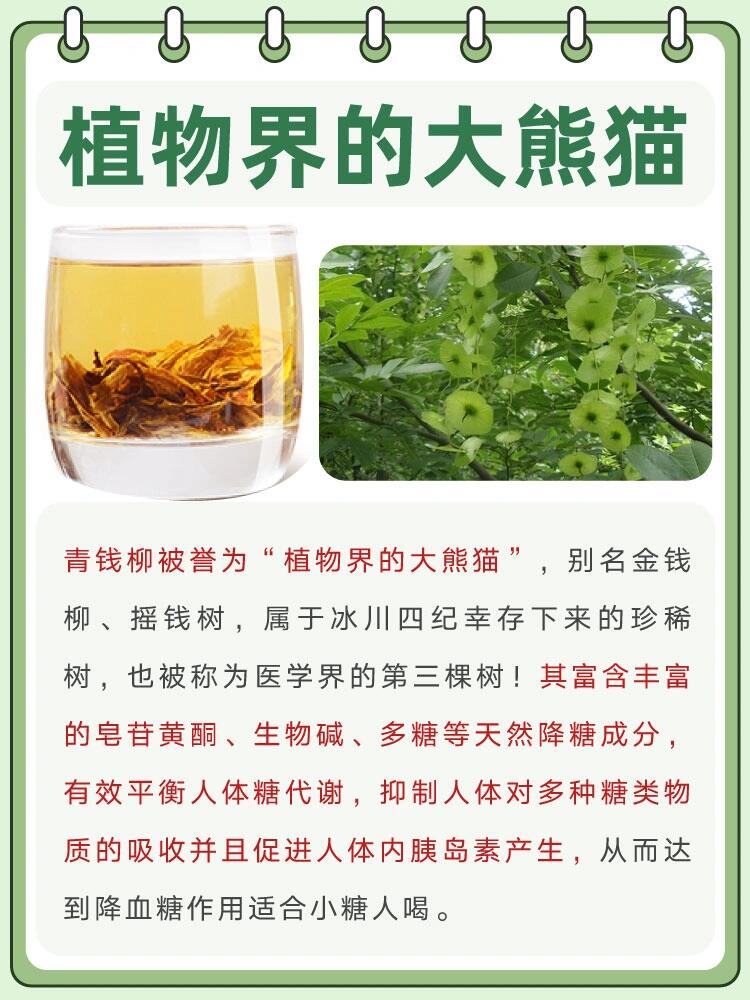 73今日养生小知识分享——青钱柳 95青钱柳被誉为"植物界的大