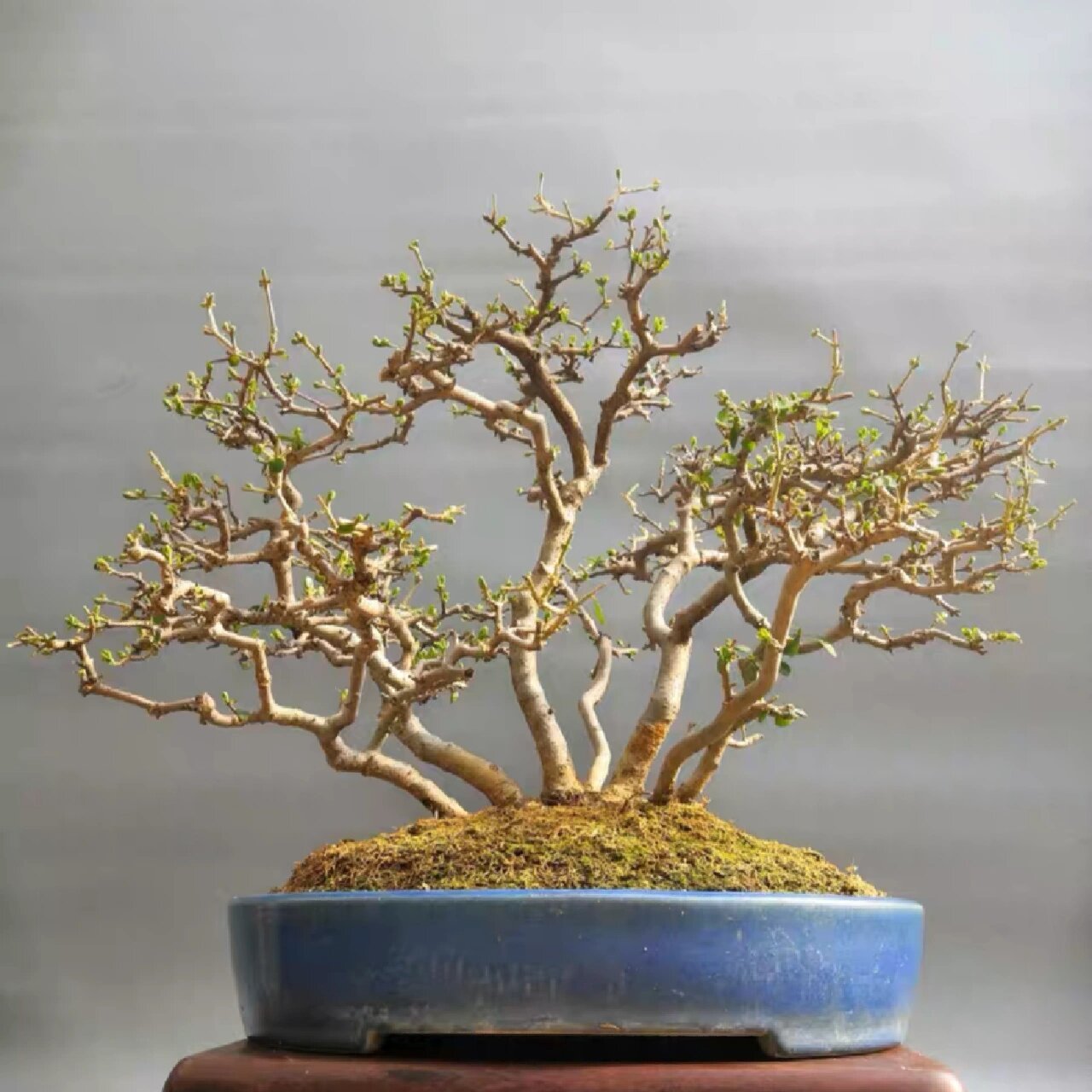 水蜡 日本水蜡盆景,一本多杆,根脚好,出枝好,树型美观.