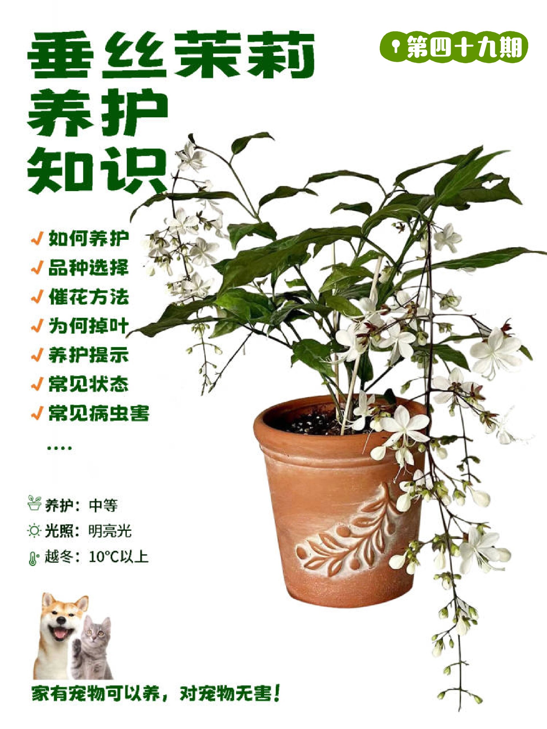 茉莉花养殖技巧图片